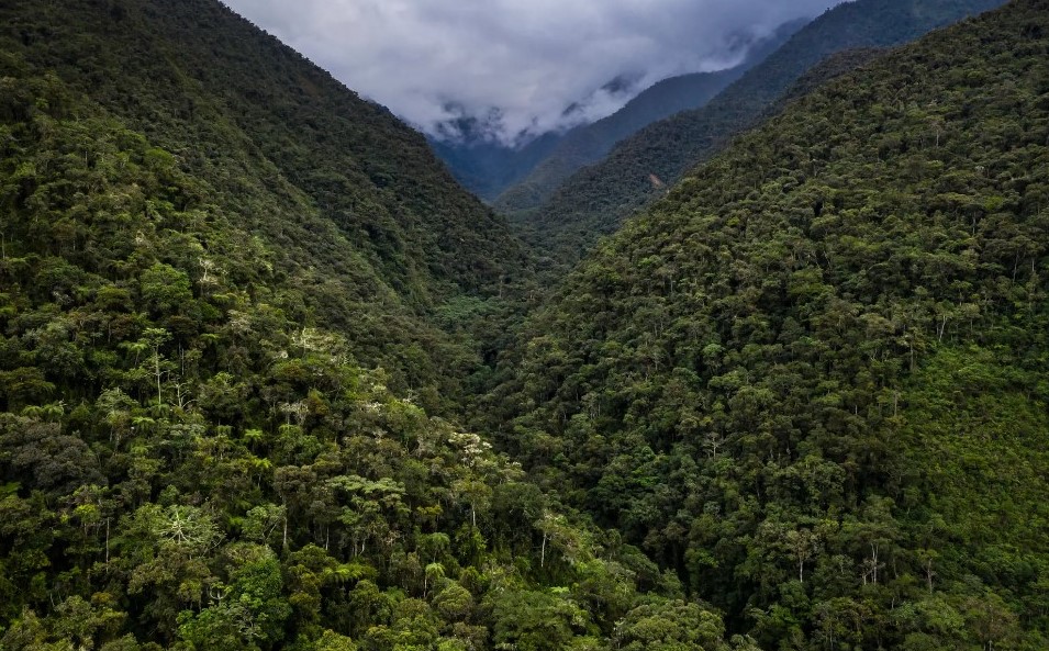 A photograph of a lush and green rainforest.